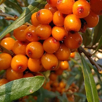 Облепиха Московская Ананасная